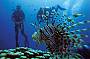 Kiana - Scuba Diving Outer Reef and Islands