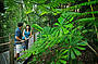 Rainforest Boardwalk