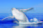 Whale Watching - AM cruise