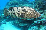 4 Day Coral Sea Dive Trip - Stateroom