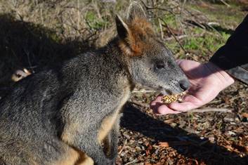 Feeding Wallabies!