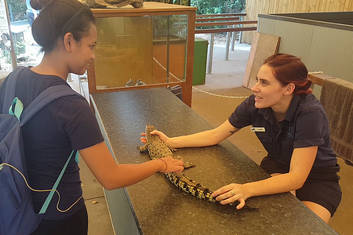 Patting a crocodile