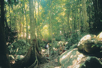 Rainforest walk Fitzroy Island