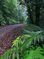 high altitude wet tropical wilderness